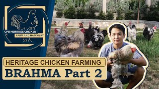 HERITAGE CHICKEN FARMING: BRAHMA Part 2