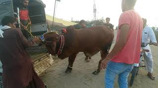 Cow Loading , Cow Loading In Truck, Bakra Mandi | 