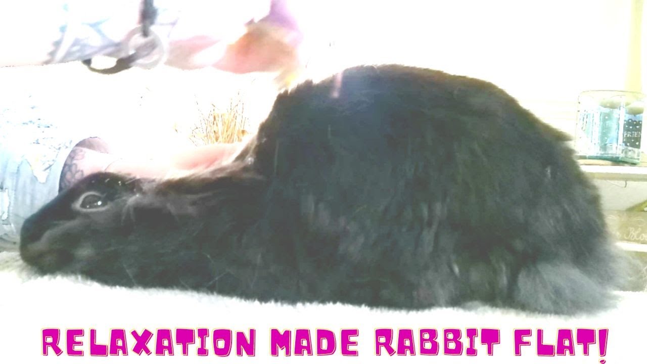 our rabbit has a pamper morning and goes flat with relaxation - YouTube