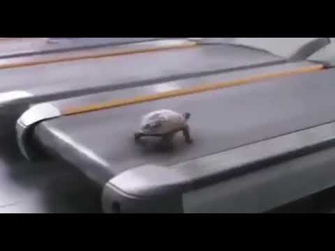 Turtle Turns Into Ferrari In 3 Seconds