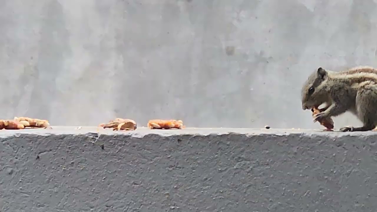 Please watch till end