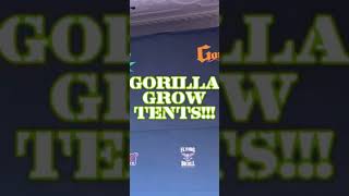 Grow Strong cup grow off plants!!! Both tents!!!