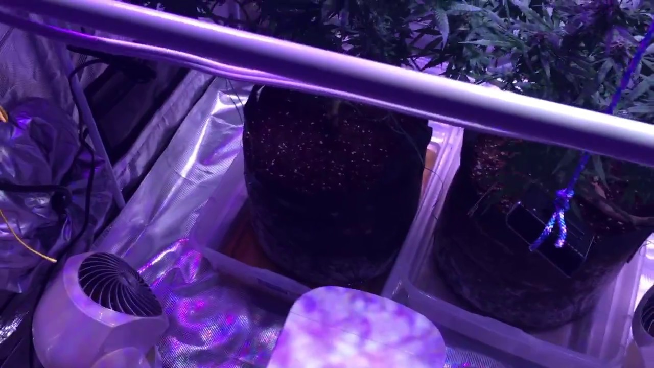 Nutrient Lockout Part 1.  How to spot it coming and fix the problem.