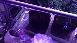 Nutrient Lockout Part 1.  How to spot it coming and fix the problem.