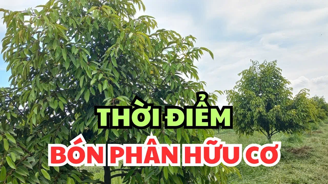 Khi nào bón phân hữu cơ cho sầu riêng tốt nhất?
