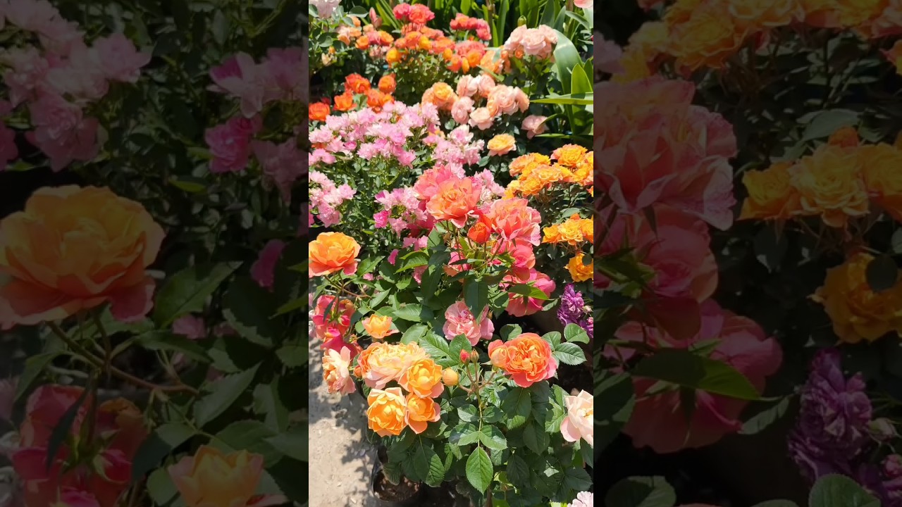 Roses of different colors.😍 ||