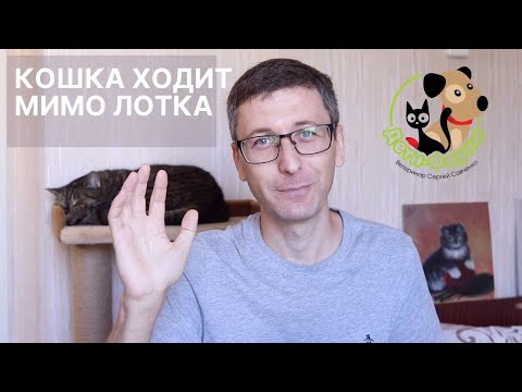 Видео: Почему мой кот мочится?