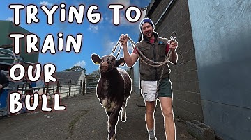 Will our BULL CALF be show ready?