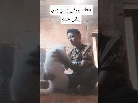 معاكي باب حبيبي بس معهم ببقى حمو مع كل الناس محمد ومعك انت ببقى حمو
