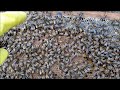 Caracteristicas de las Abejas Buckfast en el Monte de Eucalipto: porque nos gusta esta raza de abeja