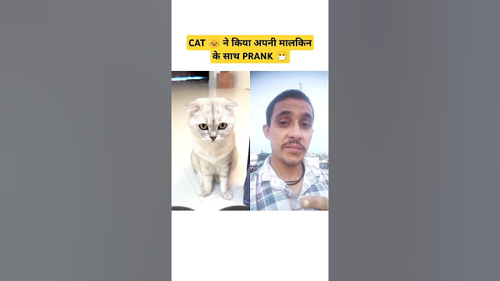 It seems Sonya's choice was obvious 😺 !! #cat #cats #shorts #catprank #viralvideo #catshorts #sonya
