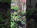 Spring has arrived!! #spring #gardening #springgarden #cottagegarden #garden #springdiaries