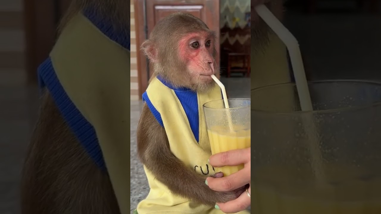 Mom made corn milk for Cutis