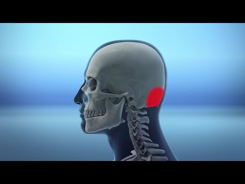 Video: Care os al craniului conține o protuberanță?