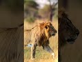 fakta tentang singa #short #faktahewan #faktaunik #singa