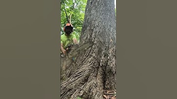 Felling massive hard maple #logging #treecutting