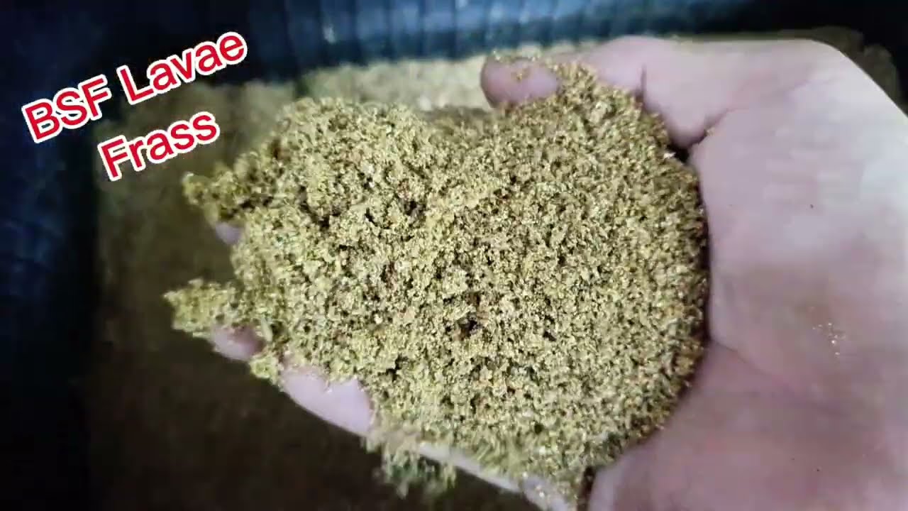 Black Soldier Fly Larvae#organic #bsf #blacksoldierfly #farmlife #backyard 