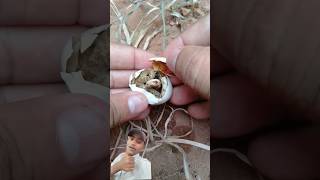 snake egg opening 😨 carefully shorts video. #snacks #shorts