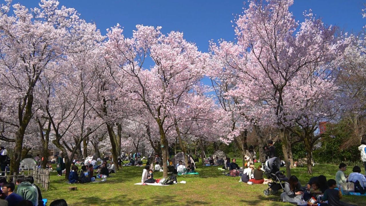 富山癒しの風景シリーズ【高岡古城公園の桜】（高岡市）