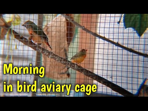 Suasana Pagi Di Kandang Aviary Burung Kecil Kandang 