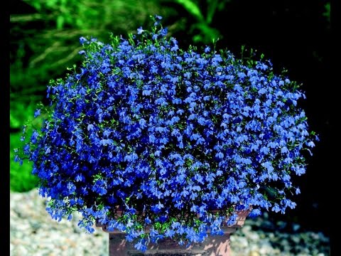 Video: Lobelia Verenpunainen