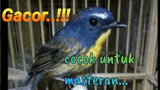 Suara Burung Sikatan Bodoh / Tledekan mini gacorr !!!