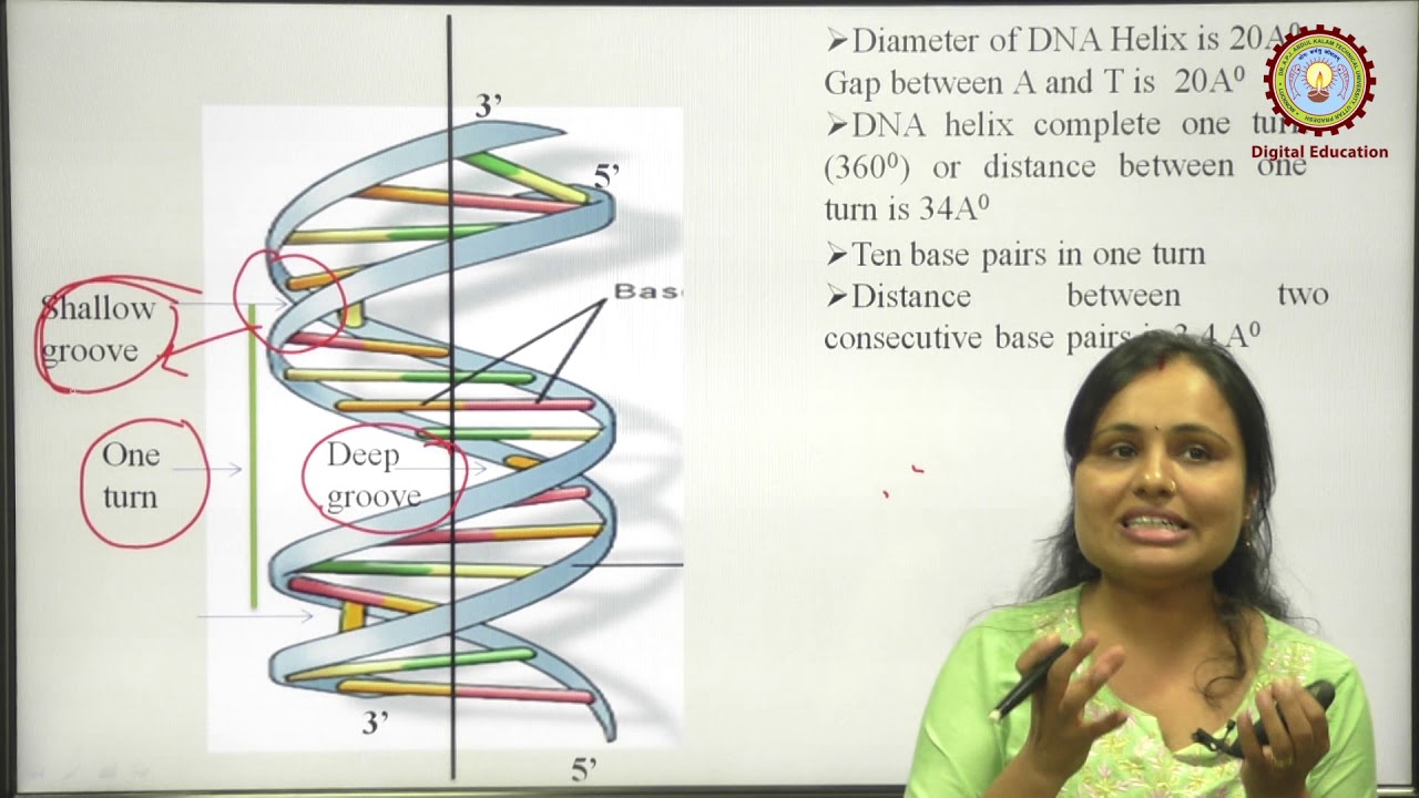DNA Replication By Dr. Pratibha Pandey | AKTU Digital Education - YouTube