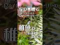 家の水槽で繁殖! | アクアリウム 熱帯魚