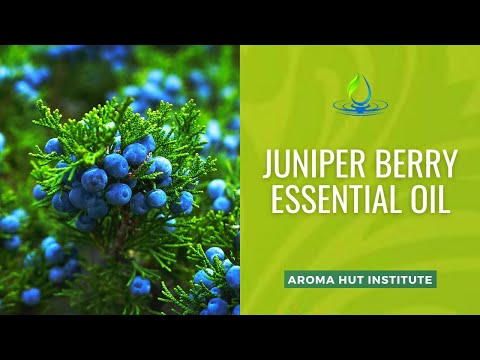 Juniper Berry Essential Oil Uses and