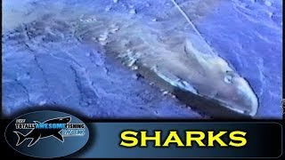 Thresher Sharks - How to catch them - The Totally Awesome Fishing Show