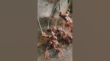 3 củ sâm rừng khủng nặng 1,1kg ,bác nào máu chơi lh e ạ #dượclieuquy