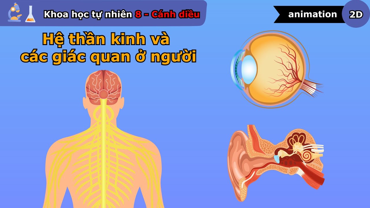 Hệ thần kinh và các giác quan ở người - Khoa học tự nhiên lớp 8 - Bài 34 - Cánh diều - vninfographic