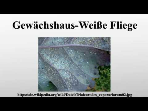 Video: Weiße Fliege Im Gewächshaus: Schilder, Kontrollmaßnahmen, Merkmale (Foto, Video, Bewertungen)