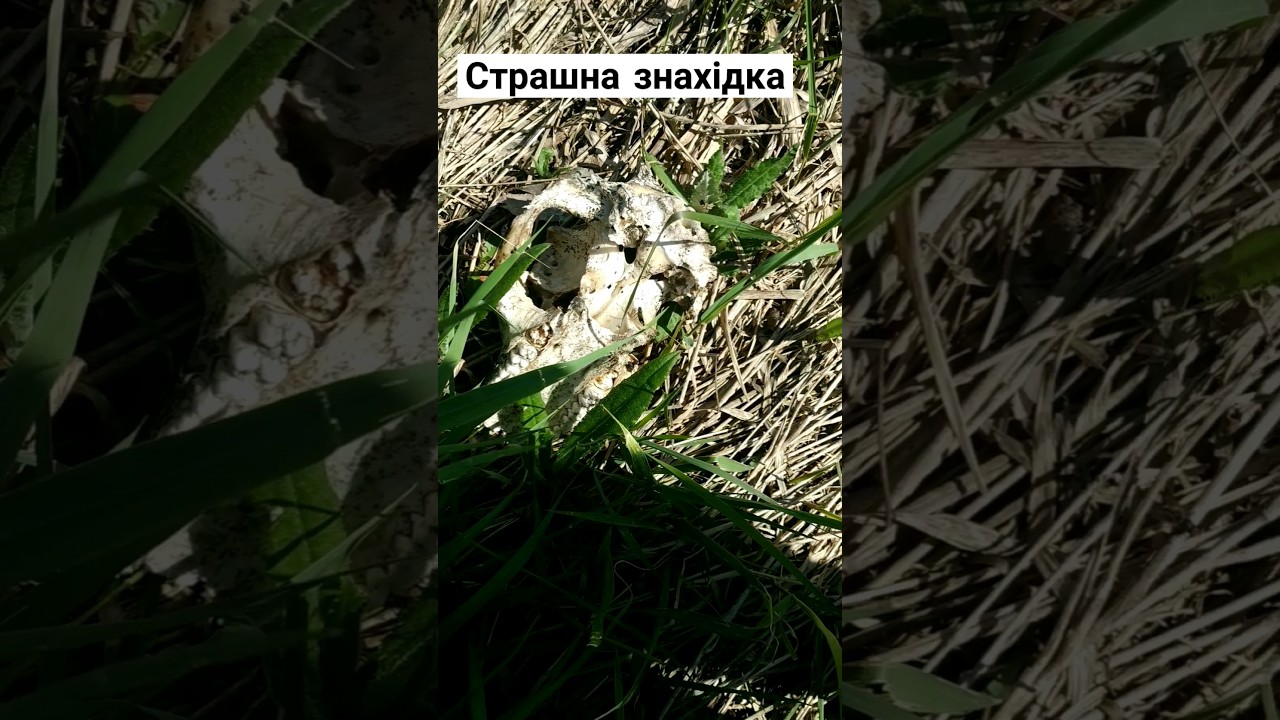 черепок - YouTube