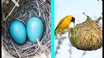 Storm#Home Making: Weaver Bird | Weaver Bird Eggs & Fallen Nest