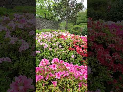 TeamLeip Azalea Blooms Like Crazy #teamleip #travel #japan #fukuoka #azaleas