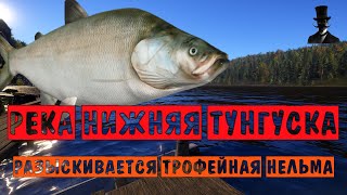 видео: Река Нижняя Тунгуска. Разыскивается трофейная нельма. Русская Рыбалка 4. картинка: Река Нижняя Тунгуска. Разыскивается трофейная нельма. Русская Рыбалка 4.