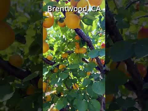 #short  #shorts apricot u-pick Brentwood CA