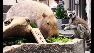 カピバラも七草で無病息災