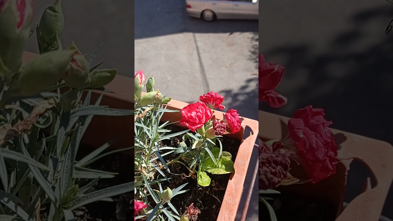 sfinge colibrì 🦋😅