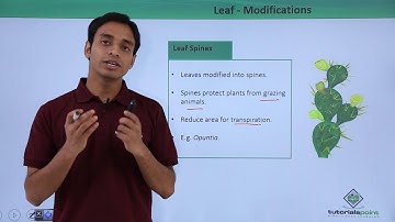 Class 11th – Leaf – Modifications | Morphology of Flowering Plants | Tutorials Point