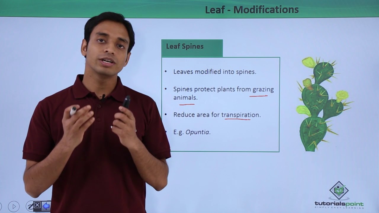 Leaf - Modifications