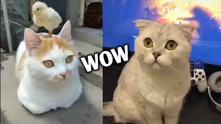 Funny cats With Cute WOW elements 😍 by INDIE VIRAL CONTENT 25 views 3 years ago 8 minutes, 10 seconds