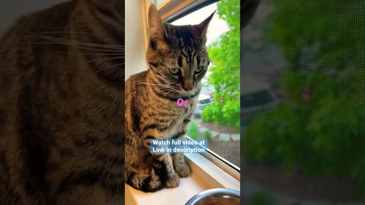 One Tough Kitty Question Human Faces Too 