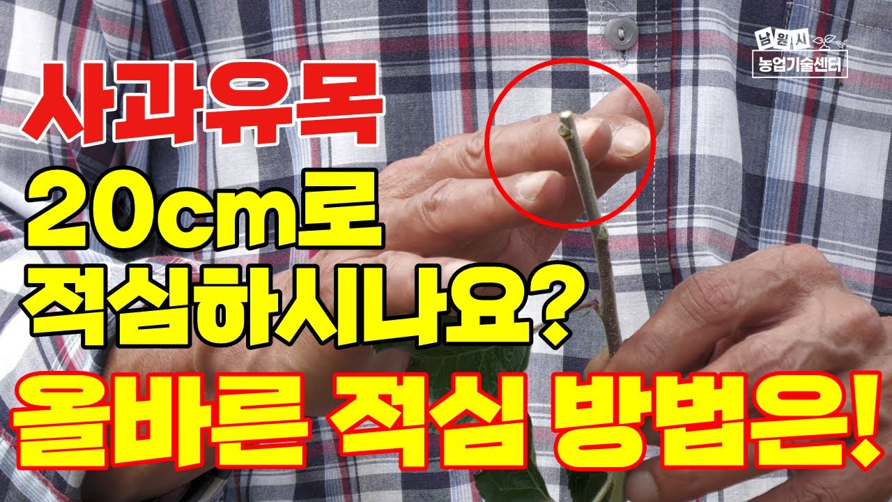 사과유목 적심 및 관리, 올바른 적심방법 1년차 유목관리 사과재배 (강사 유병욱)