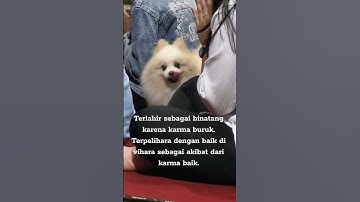 Terlahir sebagai anjing di vihara