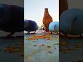 rakhe mafiyash 😡 #kabootar #pigeon #kabutar #birds #pigeonlover #petlover #viral #attitude