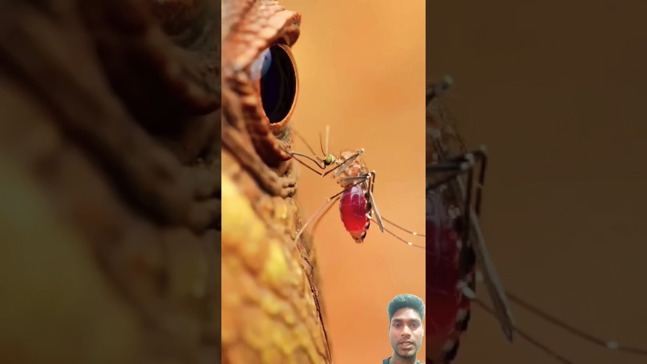 micro photography #shorts #viralvideo #shortfeed #newvideo #microphotography #photography #photoshot