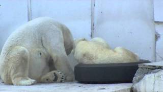 アイラのおっぱい逆さ飲み~Awakening of Polar Bears