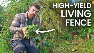 How My Living Fence Helps Me Grow More Food
